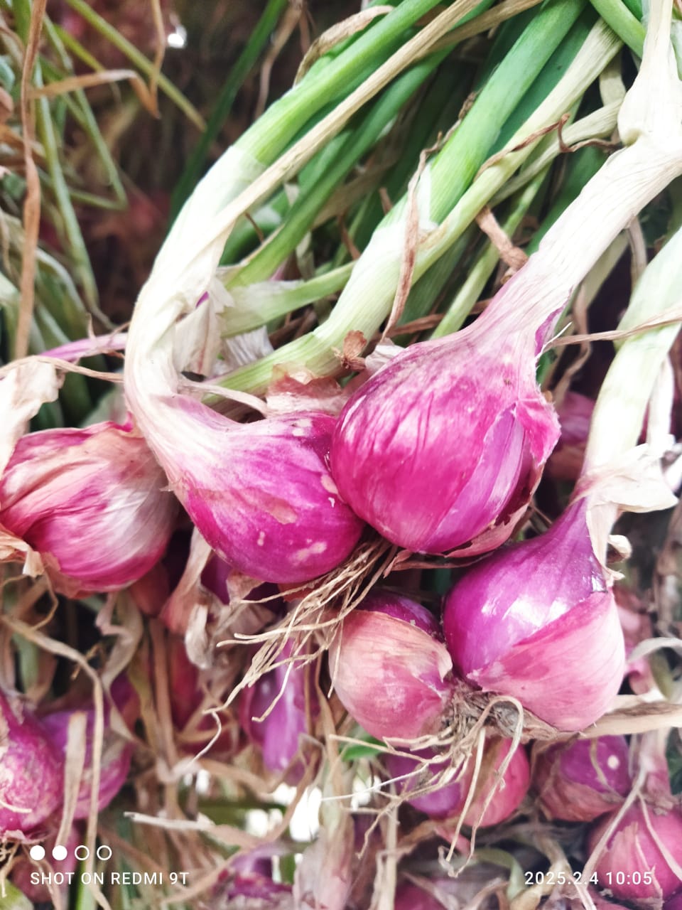Hasil Budidaya Bawang Merah Masyarakat Dayah Blang