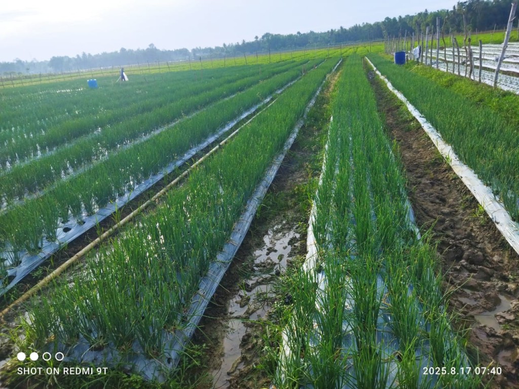 Perkembangan Bawang Merah usia 29 hst